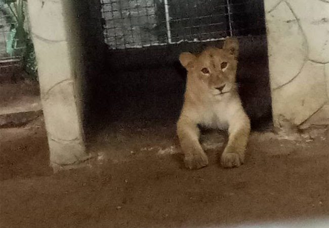 Shocking: Lion used as security guard in Lagos resident