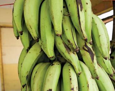 Why eating plantain may be injurious to your health