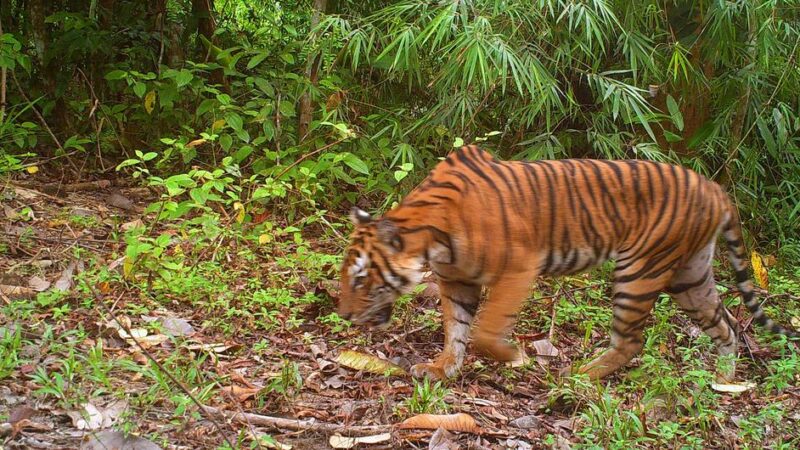 International Tiger Day: UN moves to protect Malayan tigers