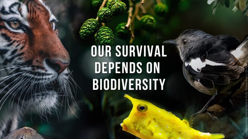 Why urgent action is needed to address biodiversity loss, restore ecosystem