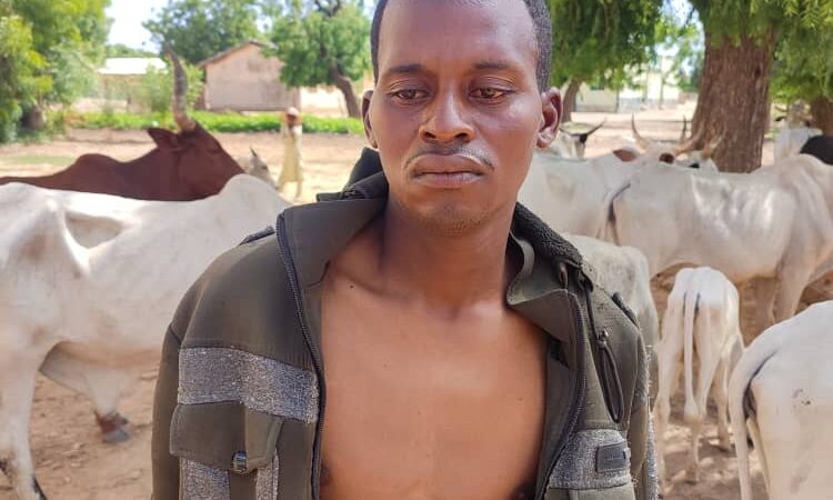 Police arrests cattle rustler, recovers stolen cows
