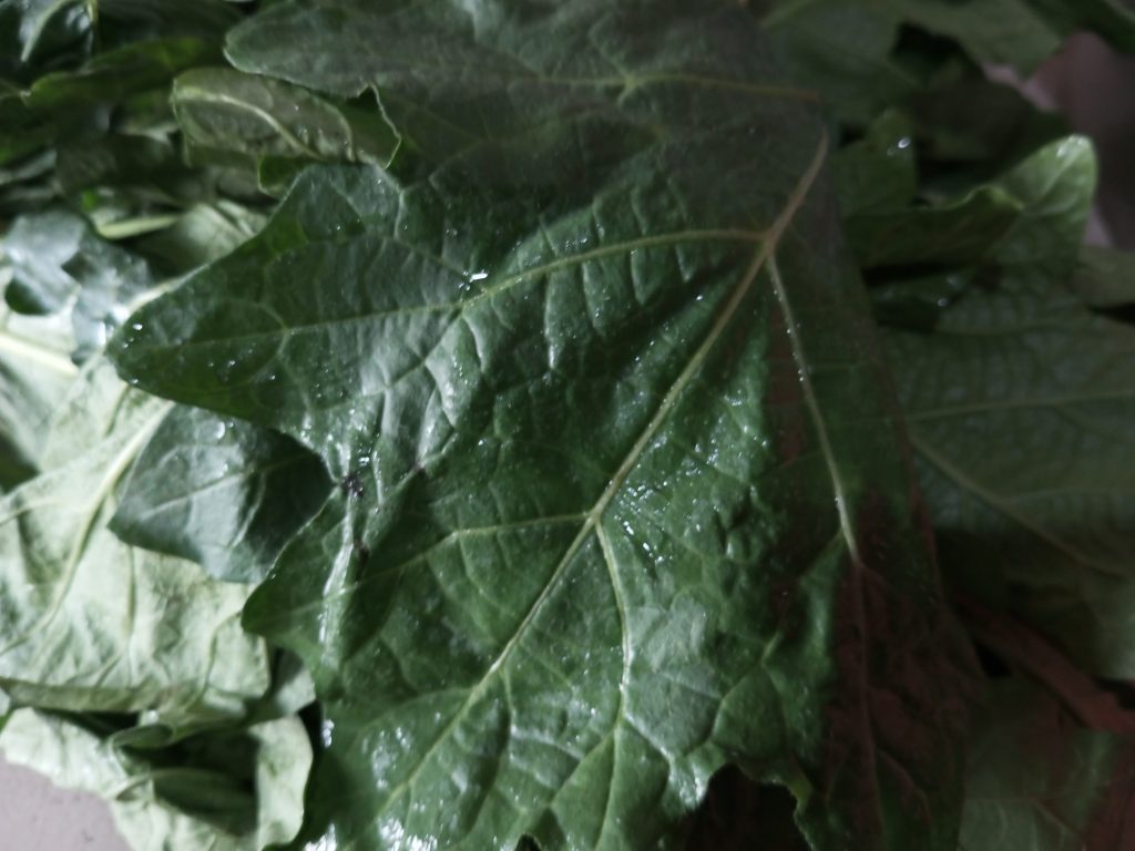 11 reasons why you should include garden egg leaves in your diet