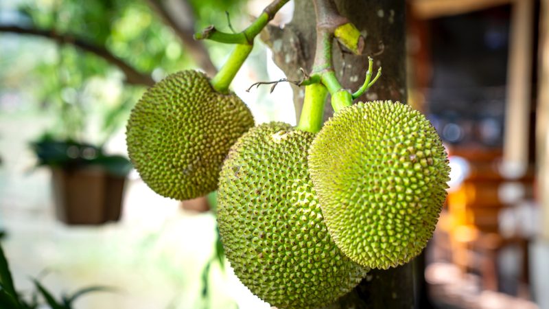Breadfruit: Climate-smart crop that can boost food security, sustainability