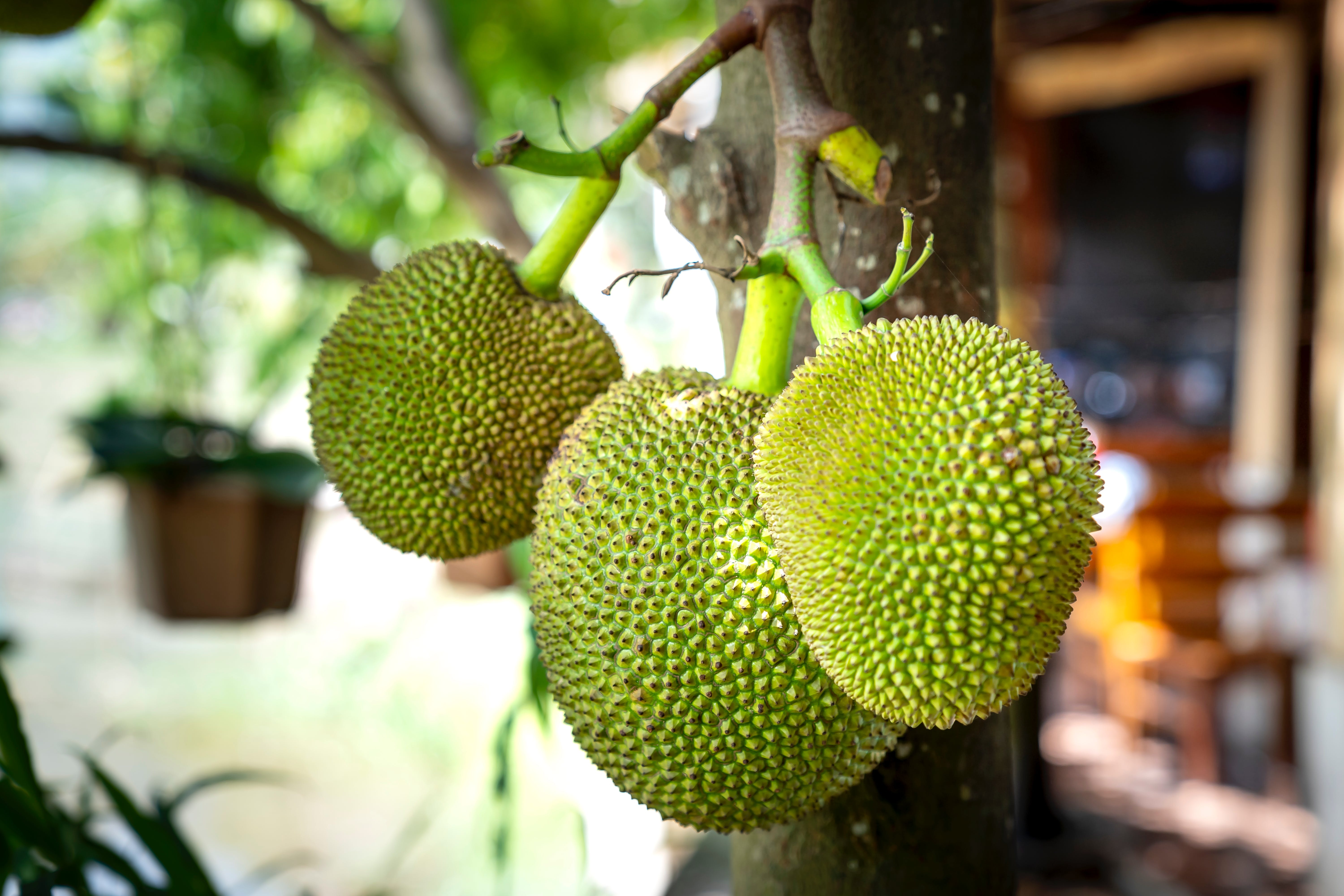 Breadfruit: Climate-smart crop that can boost food security, sustainability